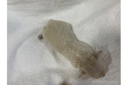 成約済の岐阜県のミックス犬-266487の16枚目