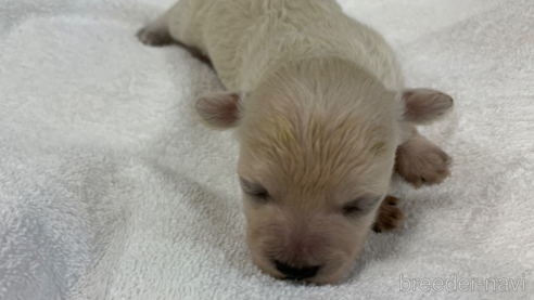 成約済の岐阜県のミックス犬-266487の15枚目