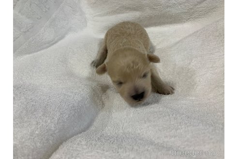 成約済の岐阜県のミックス犬-267581の15枚目