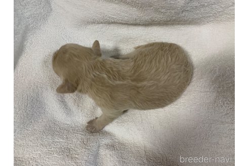 成約済の岐阜県のミックス犬-267581の16枚目