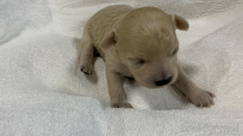 販売中の岐阜県のミックス犬-267581