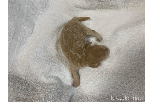 成約済の岐阜県のミックス犬-267582の18枚目