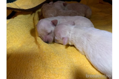 成約済の岐阜県のミックス犬-267582の19枚目