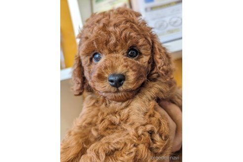 成約済の福岡県のトイプードル-267586の1枚目