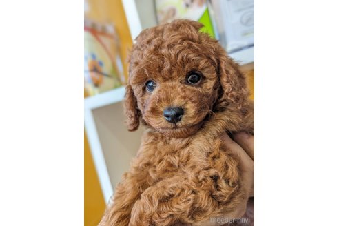 成約済の福岡県のトイプードル-267586の2枚目