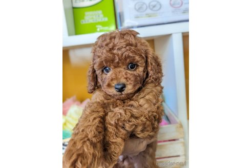 成約済の福岡県のトイプードル-267586の3枚目