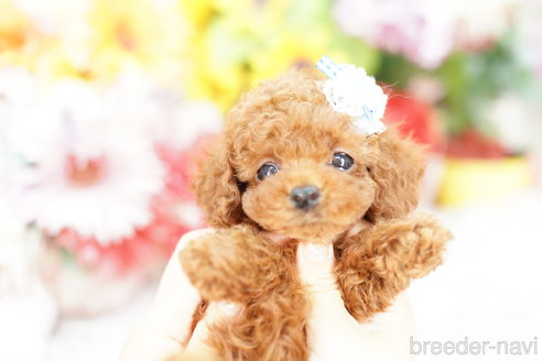 成約済の埼玉県のトイプードル-267590の3枚目