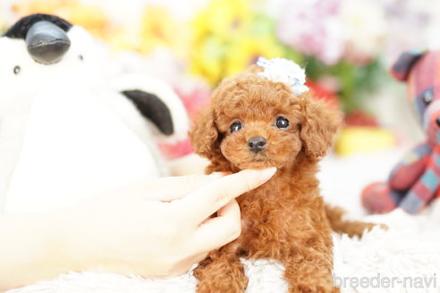 成約済の埼玉県のトイプードル-267590の2枚目