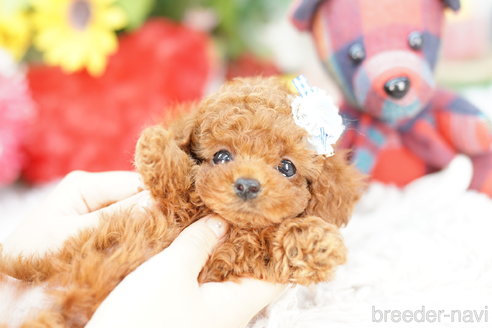 成約済の埼玉県のトイプードル-267590の1枚目