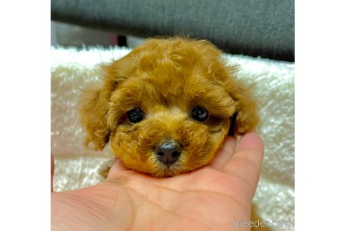 成約済の山形県のタイニープードル-267600の2枚目