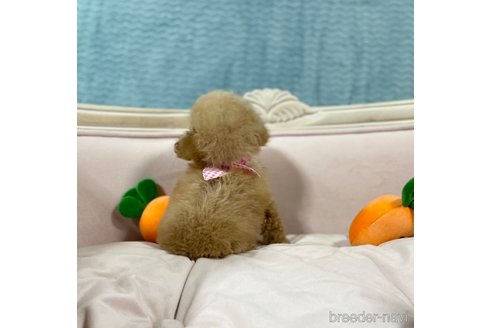 成約済の茨城県のティーカッププードル-263185の4枚目