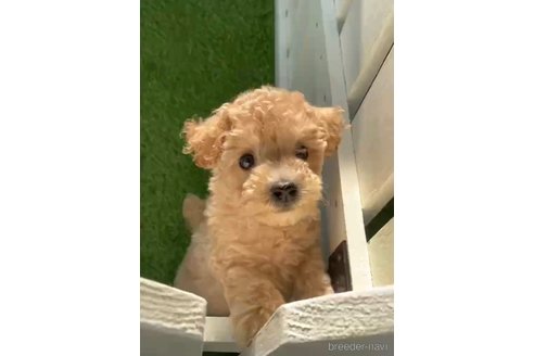 成約済の福岡県のトイプードル-264373の4枚目