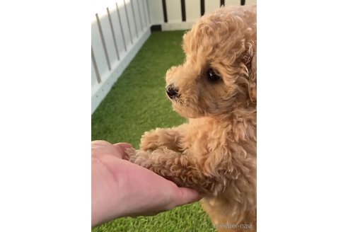 成約済の福岡県のトイプードル-264373の3枚目