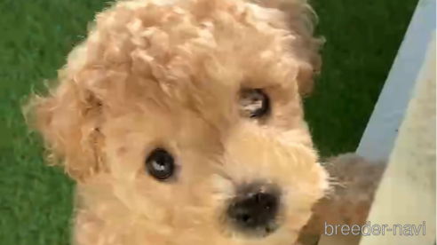 成約済の福岡県のトイプードル-264373の2枚目