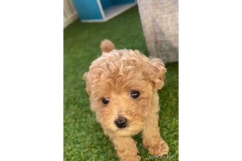 成約済の福岡県のトイプードル-264368の4枚目