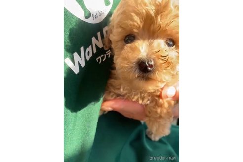 成約済の福岡県のトイプードル-264368の3枚目