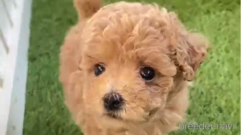 成約済の福岡県のトイプードル-264368の2枚目