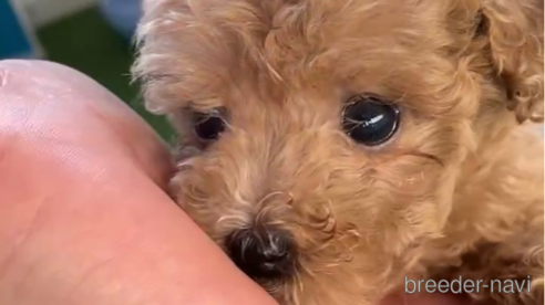 成約済の福岡県のトイプードル-264368の1枚目