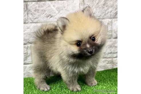 成約済の埼玉県のポメラニアン-265393の3枚目
