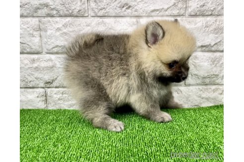 成約済の埼玉県のポメラニアン-265393の2枚目