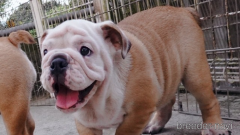 成約済の愛媛県のブルドッグ-255538の6枚目