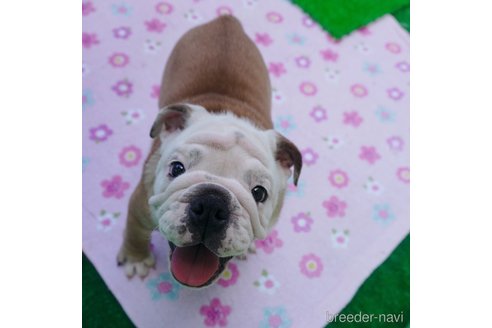 成約済の愛媛県のブルドッグ-255538の5枚目