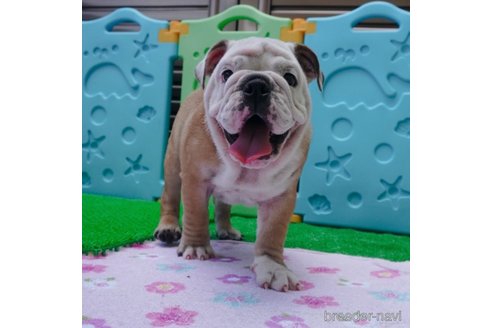 成約済の愛媛県のブルドッグ-255538の4枚目