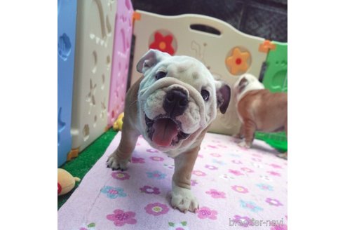 成約済の愛媛県のブルドッグ-255536の6枚目