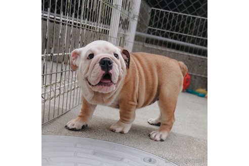 成約済の愛媛県のブルドッグ-255536の5枚目