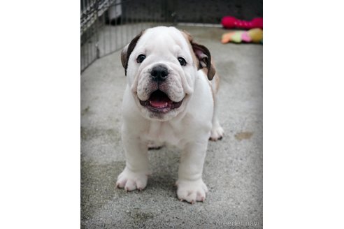 成約済の愛媛県のブルドッグ-263927の6枚目
