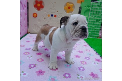 成約済の愛媛県のブルドッグ-263927の5枚目