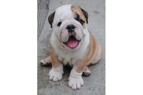 成約済の愛媛県のブルドッグ-263933の6枚目