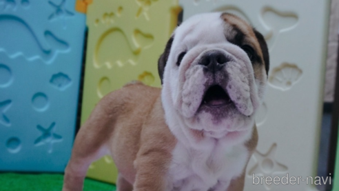 成約済の愛媛県のブルドッグ-263933の5枚目