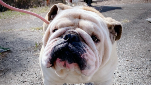 ルチルくん1枚目