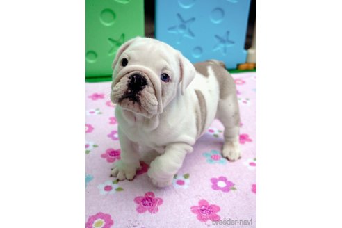 成約済の愛媛県のブルドッグ-267632の3枚目