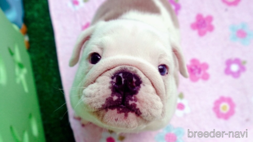 成約済の愛媛県のブルドッグ-267632の1枚目