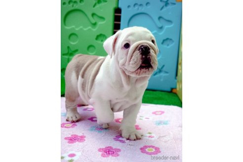 成約済の愛媛県のブルドッグ-267632の2枚目