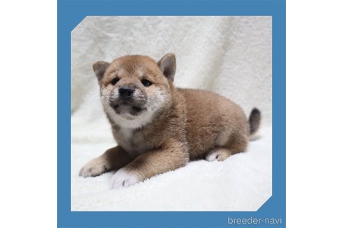 成約済の岡山県の柴犬-261956の8枚目