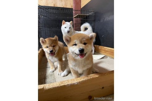 成約済の滋賀県の柴犬-253911の5枚目