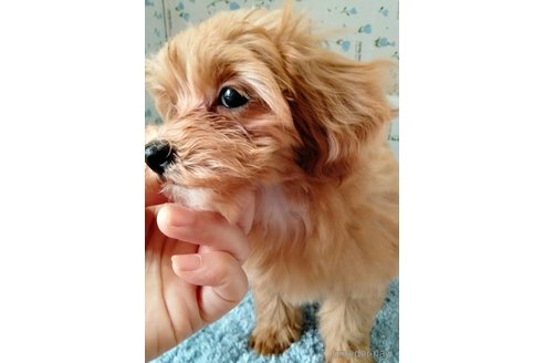 商談中の埼玉県のマルプー:マルチーズ×トイプードル-254236の11枚目