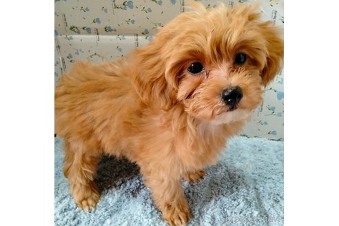 商談中の埼玉県のマルプー:マルチーズ×トイプードル-254236の9枚目