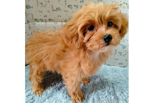 商談中の埼玉県のマルプー:マルチーズ×トイプードル-254236の7枚目