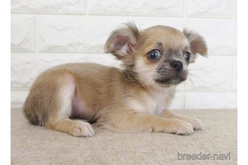 成約済の大阪府のチワワ(ロングコート)-267715の4枚目