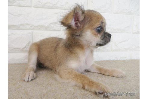 成約済の大阪府のチワワ(ロングコート)-267715の5枚目