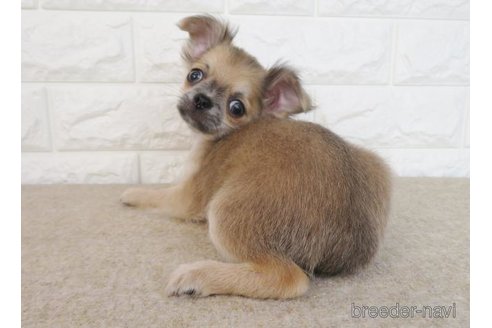 成約済の大阪府のチワワ(ロングコート)-267715の6枚目