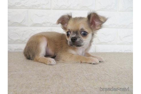 成約済の大阪府のチワワ(ロングコート)-267715の2枚目