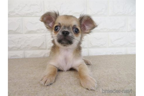 成約済の大阪府のチワワ(ロングコート)-267715の1枚目