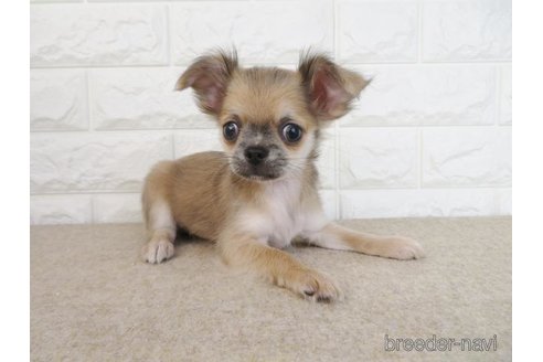 成約済の大阪府のチワワ(ロングコート)-267715の3枚目