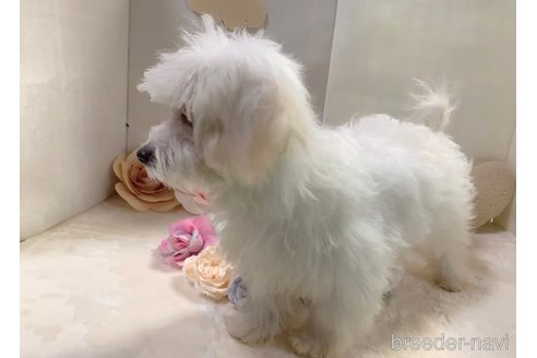 成約済の東京都のミックス犬-246878の17枚目