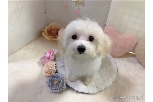 成約済の東京都のミックス犬-246878の15枚目